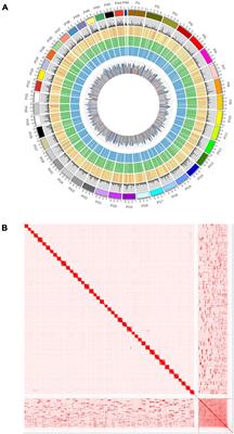 A Superior Contiguous Whole Genome Assembly for Shrimp (Penaeus indicus)